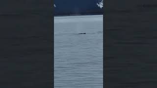 More Whale Watching at Kenai Fjords Seward Alaska April 25th 2024 [upl. by Acinomed]