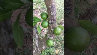 lemon tree has many fruits [upl. by Giffer]