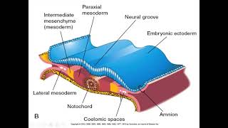 trilaminar germ disc formation part 2 [upl. by Ecam]