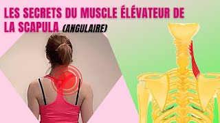 SOULAGEZ votre ÉLÉVATEUR DE LA SCAPULA [upl. by Ahso283]