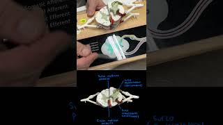 Médula espinal surcos y fisuras anatomia anatomiahumana [upl. by Ayotyal733]