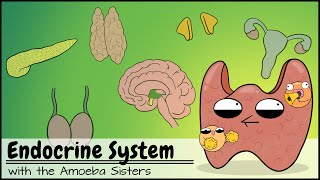 Endocrine System [upl. by Nahtnanhoj110]