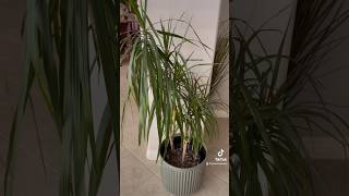 Dracaena Marginata Care Tips🌿 [upl. by Quartet]