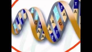 The relationship between nucleus chromosome dna genes and alleles [upl. by Adalbert505]