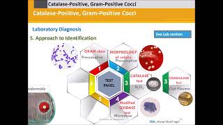 Staphylococci Catalase Positive Gram Positive Cocci [upl. by Pascal475]