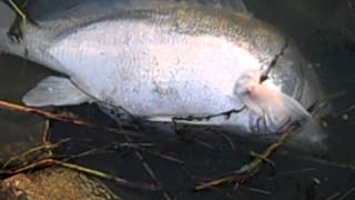 Mystery fish at lake overholser oklahoma [upl. by Donohue]