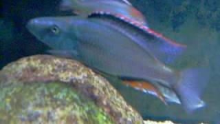 Dimidiochromis compressiceps [upl. by Noir]