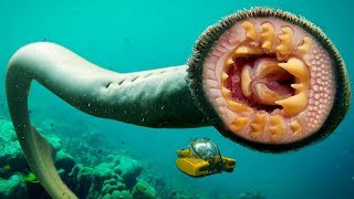 Animals With Absolutely SURPRISING Teeth [upl. by Arrik]