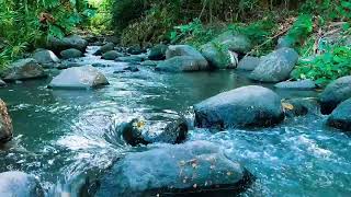 Relaxing birds amp water sounds nature river sounds for sleep meditation relaxation flowing water [upl. by Akeimahs365]