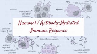 Humoral  AntibodyMediated Immune Response  Helper T Cells amp B Cells Plasma Cells Immunity [upl. by Hanaj]