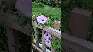 Common Morning Glory Ipomoea purpurea [upl. by Wira200]