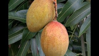 Growing Mango ‘Pickering’ in Containers  How to Grow Mangos [upl. by Box798]