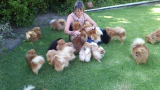 Pomeranians very HAPPY to see mom when she came back  Anjula Pomeranians Toypoms [upl. by Jadwiga]