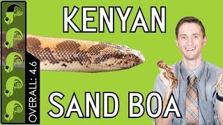 Kenyan Sand Boa The Best Pet Snake [upl. by Aicittel410]