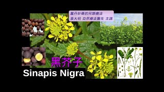 《靈丹妙藥的同類療法》 EP244  黑芥子 Sinapis Nigra [upl. by Ayat]