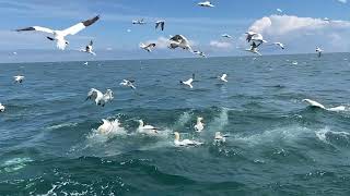 Fishing northern gannets [upl. by Lauraine]