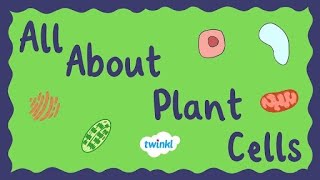 All About Plant Cells for Kids  Middle School Science  Twinkl USA [upl. by Zawde981]