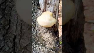 Discovered this Lions Mane Mushroom that grows on trunks of dead hardwood trees [upl. by Tod]