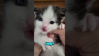 Can You Handle This Level of Cuteness as The Newborn Kitty Blinks Eyes Twist Body😻 cat cute fyp [upl. by Adnoraj]