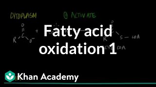 Fatty Acid Oxidation  Part I [upl. by Erdnoid]