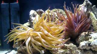 Condylactis Anemones 1222011 1 [upl. by Ennovihs]