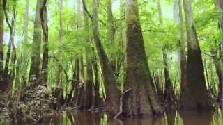 Congaree National Park [upl. by Tcideneb]