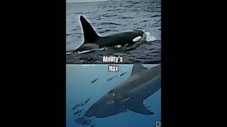 Orca vs Great White Shark  Real Life Fight [upl. by Proulx300]