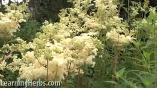 Meadowsweet herb Filipendula ulmaria [upl. by Adyam]