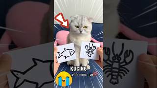 Di suruh Babu kucing pilih kanan atau kiri🤔❗ [upl. by Enobe228]