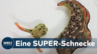 BIZARRES PHÄNOMEN Diese SCHNECKE köpft sich selbst und lebt danach weiter [upl. by Lucila]