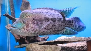 Wolf Cichlid Update Video  Parachromis Dovii [upl. by Noseyt]