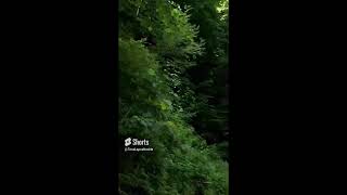 KHalkhal road nature travel mountains jungle shortvideo tree driving [upl. by Oiliduab]