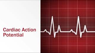 Cardiac Action Potential [upl. by Polad]