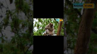 Discover the Spider Monkeys SpiderMonkeys Wildlife NatureLovers [upl. by Durno]