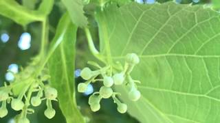 Açmamış ıhlamur çiçekleri ve ıhlamur ağacı Tilia tomentosa IMG 0883 [upl. by Wiedmann]