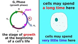 The Cell Cycle and its Regulation [upl. by Lucy]