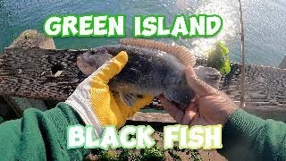 Black Fish Fishing Tautog from under a bridge [upl. by Davie]