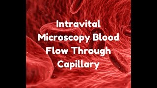 Intravital Microscopy Blood Flow Through Capillary [upl. by Marleah]