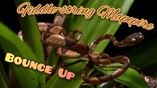 Bounce Up Fiddlestring Mapepire Imantodes cenchoa snakes trinidadandtobago [upl. by Nnairol]