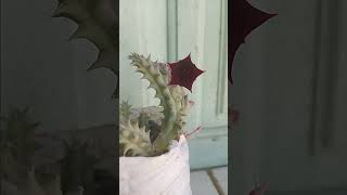 Huernia huernia flowers plants garden greenplants [upl. by Lem]