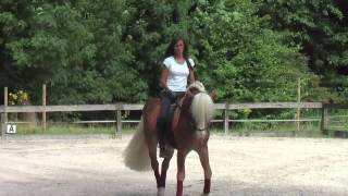 haflinger dressage [upl. by Annim]