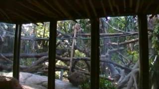 Proboscis Monkey Feeding Session At Singapore Zoo [upl. by Jaela534]