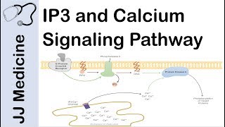 Inositol Triphosphate IP3 and Calcium Signaling Pathway  Second Messenger System [upl. by Bremer]