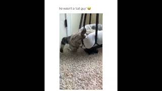 Funny Cats – Best Compilation of Funny Cat Videos Ever Cute Cat Videos KitCat FunnyCats Cats [upl. by Andreana]