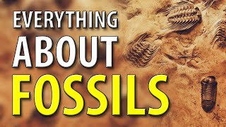 Fossils Everything You Need To Know [upl. by Yerhcaz]