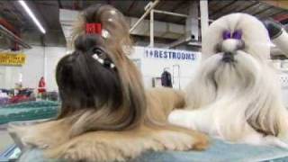 Dogs 101 Shih Tzu [upl. by Analem524]