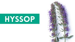 Hyssop  Anise Hyssop Uses and Benefits [upl. by Aurie]