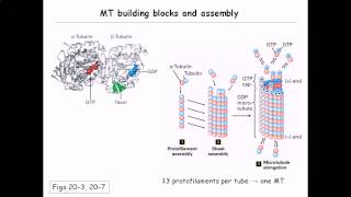 Microtubule structure and assembly [upl. by Slosberg835]