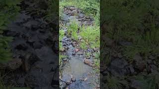 Early morning trail run down spring creek steamboat springs colorado [upl. by Adnilak682]