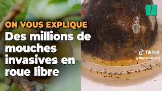 Pourquoi la Californie largue des mouches nuisibles sur ses habitants [upl. by Liman920]